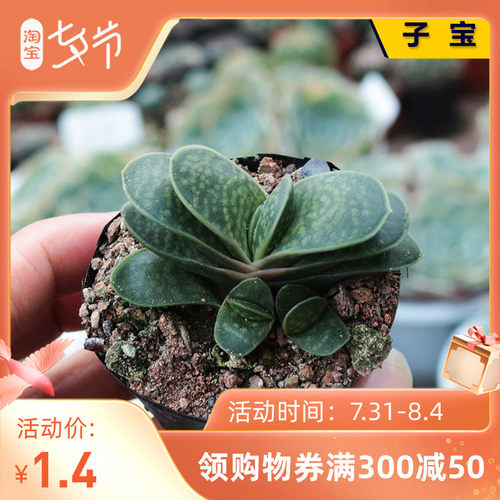 Svf4zg0c2v6cxm Svf4zg0c2v6cxm