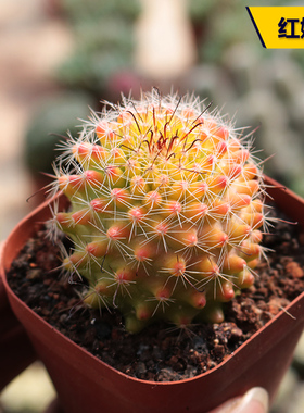 花田舍 红娜丸仙人球 精养红色球开花贵货仙人掌办公室趣味小盆栽
