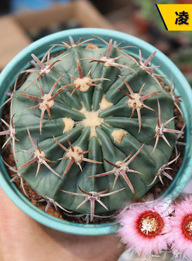 实生开花美观好养凌波仙人球
