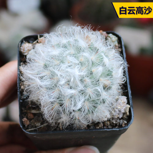 实生白毛开花美观白云高沙仙人球