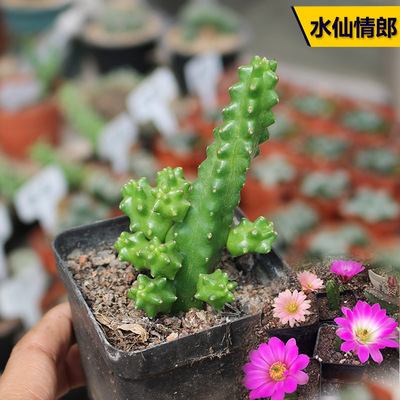 花田舍水仙情郎好养开花仙人球