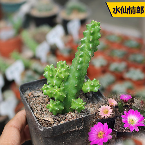 花田舍水仙情郎好养开花仙人球