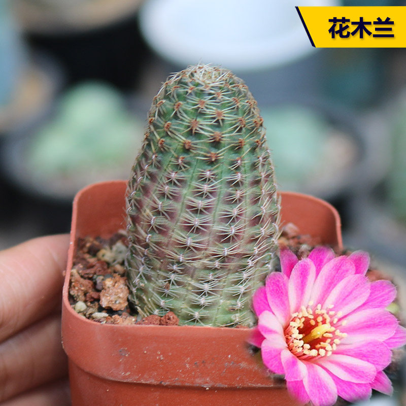 花木兰 花木兰仙人球稀有中间丽花属红花粉花仙人掌室内桌面防辐射小盆栽 图片价格品牌报价 原仓数据