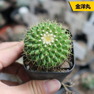 金洋丸实生仙人球开花黄花美观好养乳突球属仙人掌多肉阳台小盆栽