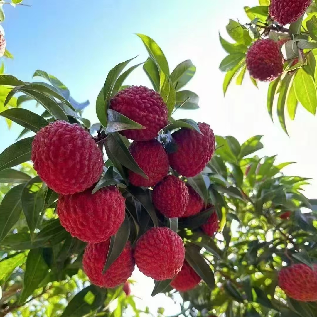 【现货】海南火山岩荔枝王 自家果园接单现货采摘