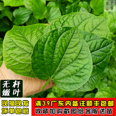 卡娄叶广东野菜新鲜蛤篓叶山篓叶蛤捞叶越南菜假蒌叶哈喽叶蛤蒌叶