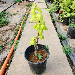 日本红枫树苗庭院植物盆景盆栽金隐约旦狮子头流泉羽毛浮云橙之梦