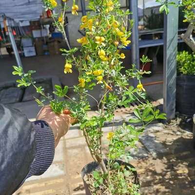 黄金雀盆景苗南雀北雀金雀老桩新鲜盆栽金雀梅锦鸡儿阳雀花金雀