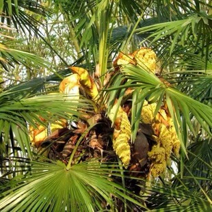 棕榈树大树苗盆栽地栽庭院扇子树老人葵蒲扇四季常青大型绿化树苗