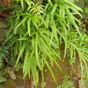 新鲜天然凤尾草鸡脚草鸡爪井栏边风尾草蕨材干货深山现采泡茶