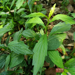 脾草新鲜现采马兰鱼鳅串田边菊马兰头枝叶潮汕青草脾仔草新货干品