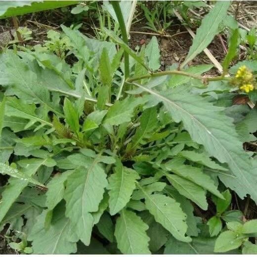 蔊菜新鲜 农家塘葛菜 江剪刀草 野油菜 潮汕绿豆草药假菜仔辣米菜