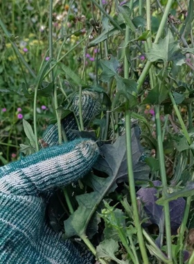一点红新鲜中草药晒干潮汕叶下红羊蹄草红叶草红背叶紫背草红背草