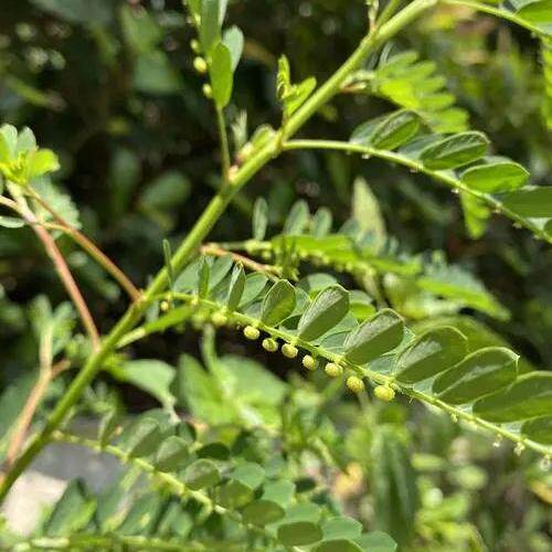 福建草药叶下珠新鲜珍珠草夜合草阴阳草假油柑草明目草龙珠草干货