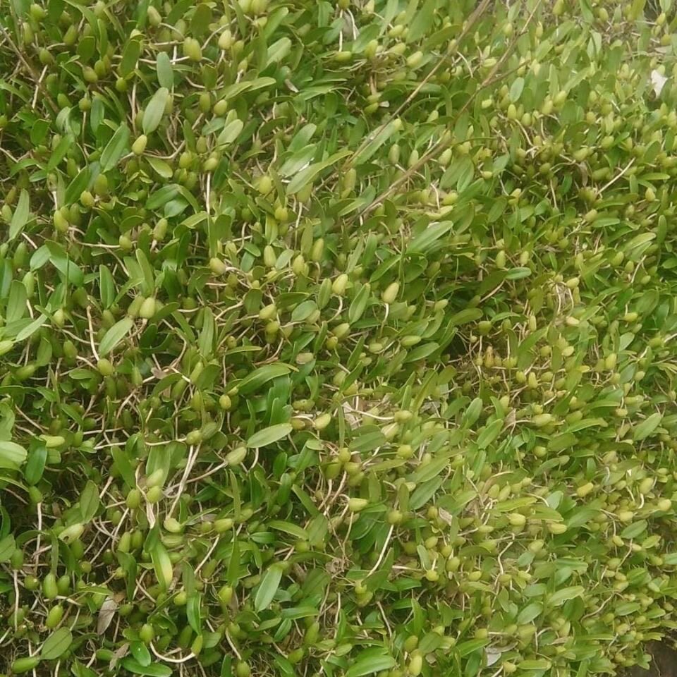 石橄榄草单叶小果新鲜石仙桃果煲汤材料炖汤深山现发现摘500g