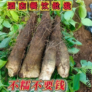 温州特产文成正宗糯米山药新鲜蔬菜淮山糯米薯现挖现发酒店食材