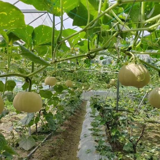 甜糯蔬菜糯米精品糯米拉飞小南瓜非贝贝文成南瓜酒店菜场宝宝辅食