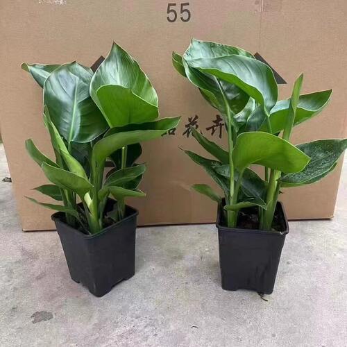 天堂鸟盆栽办公室内桌面绿植好养活鹤望兰幼苗阳台庭院植物除甲醛