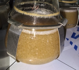 江门雅康灰树花 液体菌种培养基发酵罐培养料