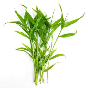 南美青竹鱼缸造景阴性水草淡水植物活懒人免栽种新手中后景