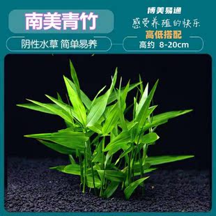南美青竹鱼缸造景阴性水草淡水植物活懒人免栽种新手中后景