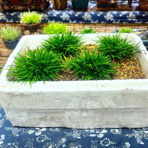 陶盆系列南通金钱盆栽绿植小陶盆