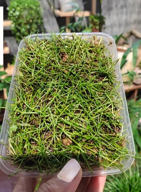 【云溪先生】天胡荽老根 根茎盆景绿植带盆种植好发货养护前程跟