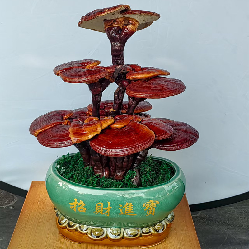 招财进宝灵芝盆景摆件家居装饰品桌面绿植