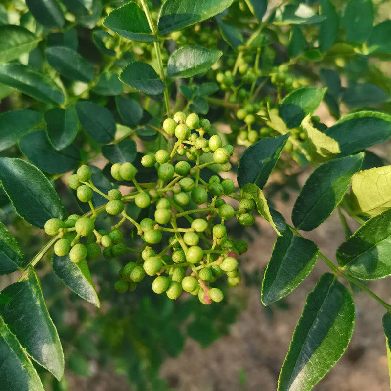 山西农家新鲜花椒青色嫩花椒调料散装非藤椒麻椒包邮