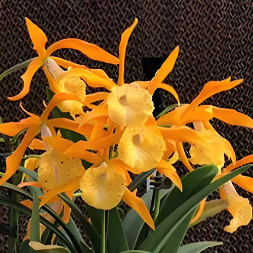 卡特兰拉索金色阿波罗Bc. Golden Glory 'Apollo' 室内庭院室洋兰