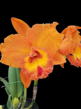 卡特兰橘子Rlc. Golf Orange桔红色大花室内原盆连体大苗洋兰绿植