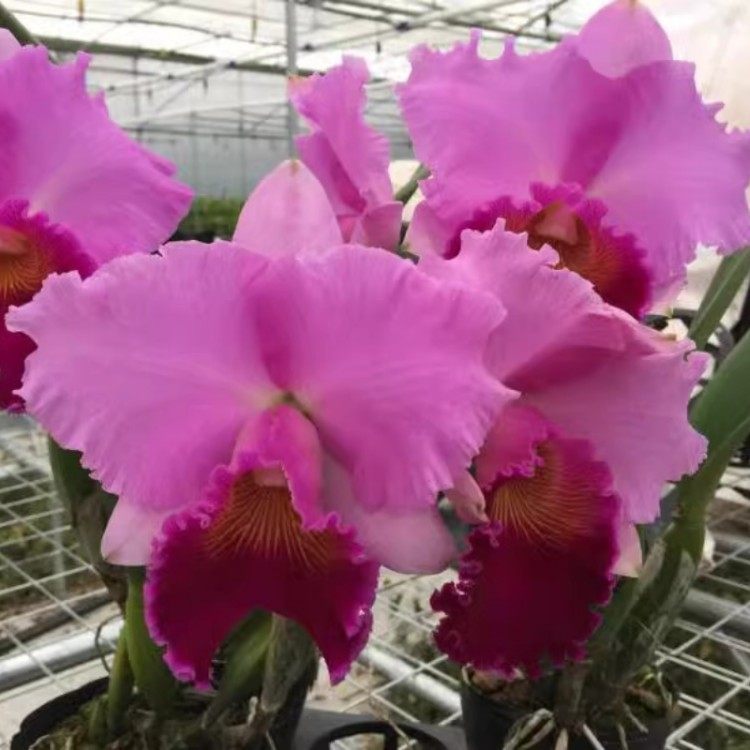 卡特兰带花苞C. Bonanza Queen 'Panamint'AM/AOS帕纳明连体绿植,鲜花速递/花卉仿真/绿植园艺,国兰/杂交兰/洋兰类,淘宝优惠券,粉丝福利购,淘宝优惠卷