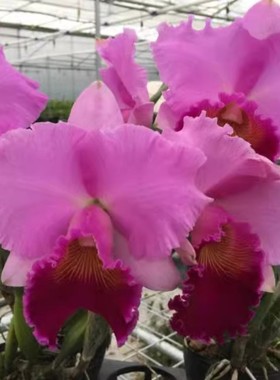 卡特兰C. Bonanza Queen 'Panamint'AM/AOS帕纳明连体洋兰花绿植