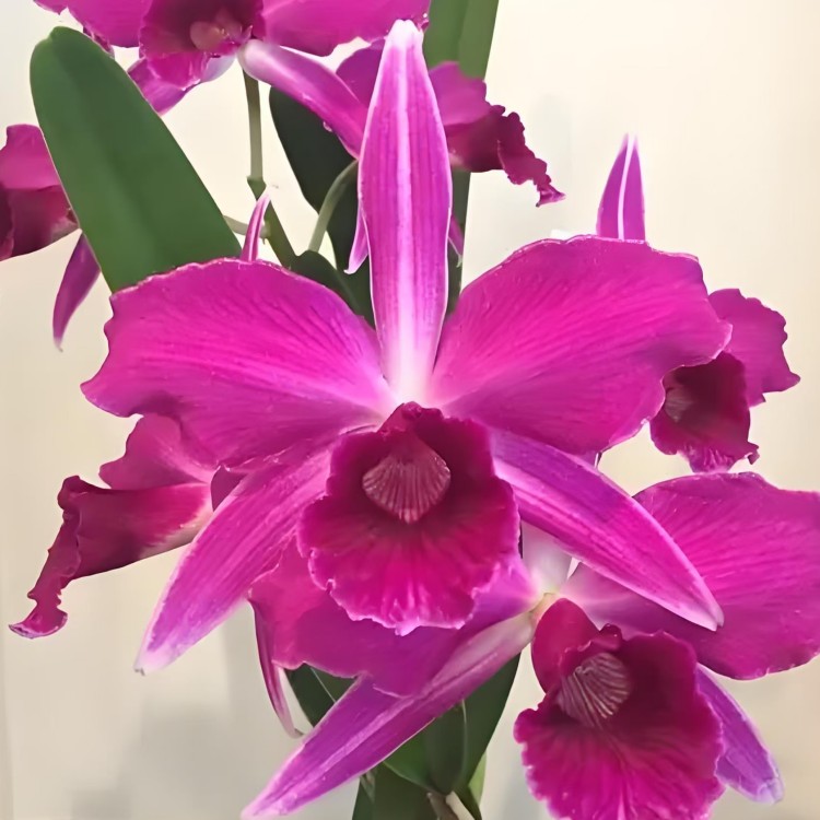 卡特兰原卡L.purpurata var,sanguinea x sib血红婆婆室内洋兰花