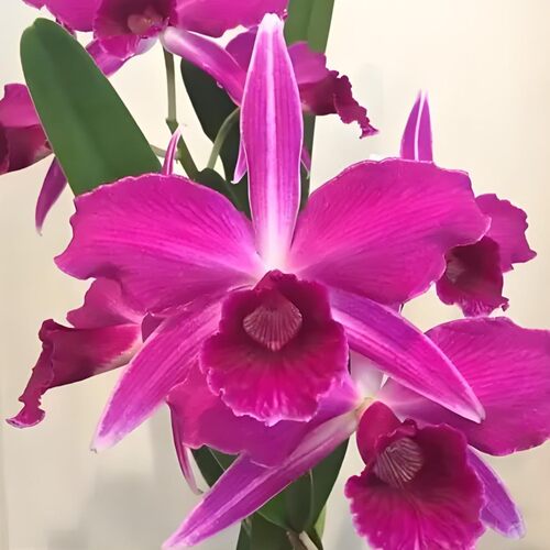 卡特兰原卡L.purpurata var,sanguinea x sib血红婆婆室内洋兰花