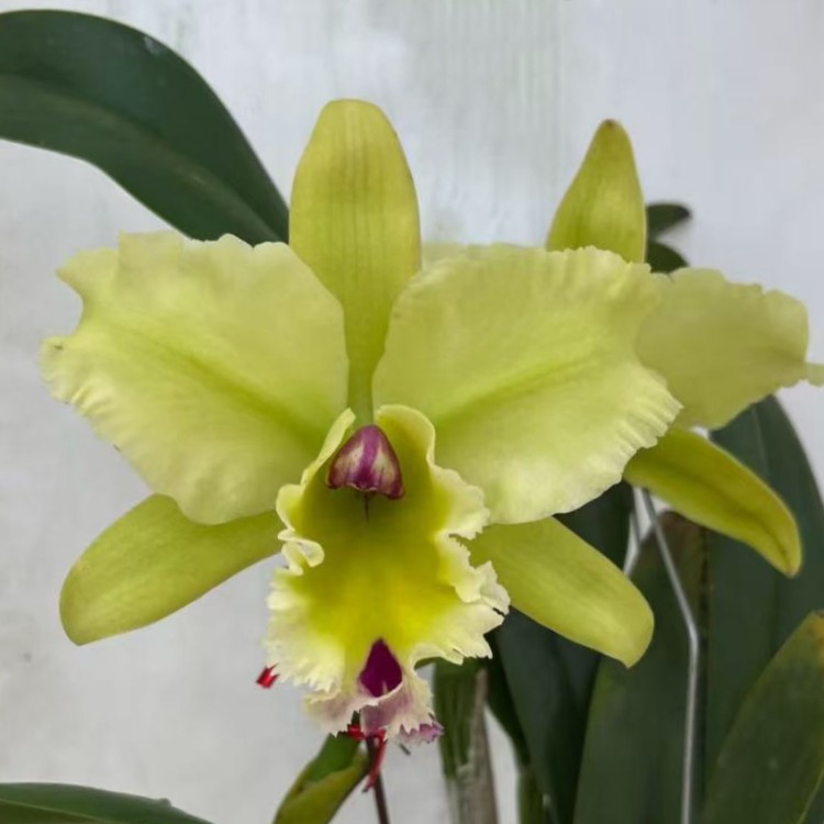 卡特兰绿翡翠Rlc.Vigour Green Emerald确定花色室内花卉盆栽洋兰
