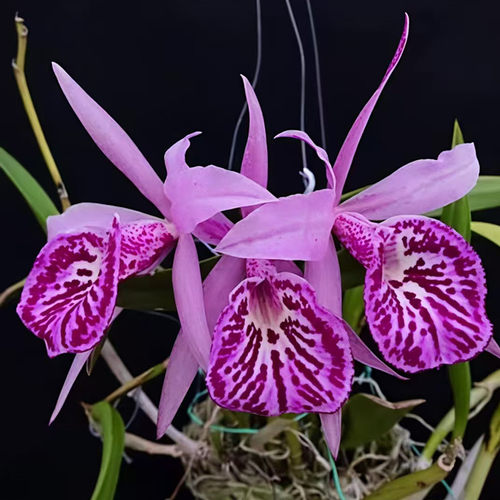 卡特兰白拉索Bc. Yuan Dung Star 'No.1' 圆东之星一号室内洋兰花