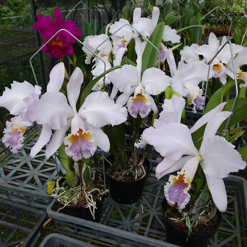 卡特兰原卡蓝莫西C. mossiae fma. coerulea 'Scotch Mist'洋兰花