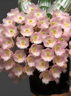 妖精兰粉色Clowesia Rebecca Northen 'Mikabi'室内办公室洋兰花