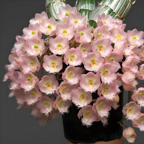 妖精兰粉色Clowesia Rebecca Northen 'Mikabi'室内办公室洋兰花