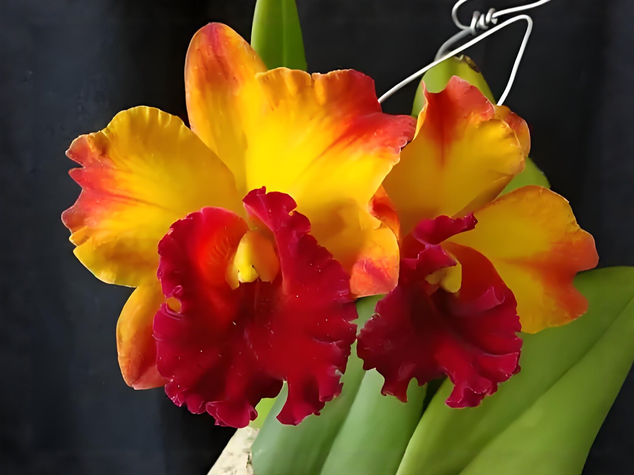 卡特兰确定花色Rlc. Liu's Joyance 'Panther'金钱豹室内办公洋兰图片