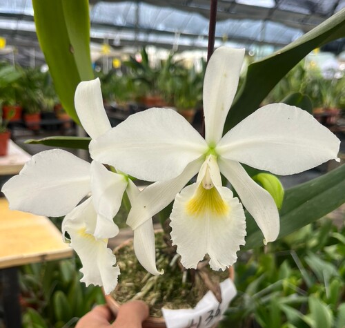 卡特兰确定花色白拉比C. labiata fma. alba 室内办公盆栽洋兰花