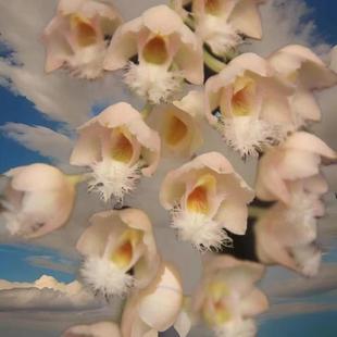 妖精兰克劳威西亚Clowesia Grace Dunn x self福特室内办公室洋兰