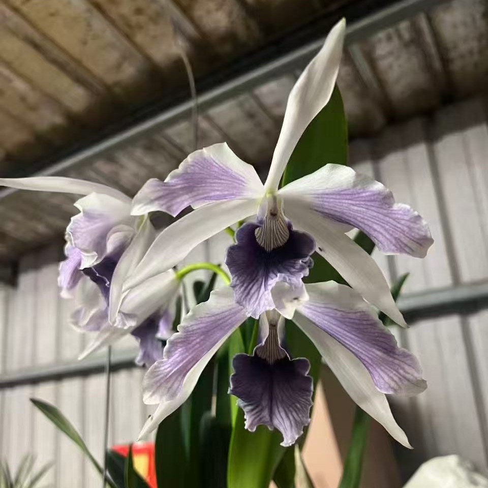 卡特兰灰蓝火确定花色C. purpurata var. werkhauseri striata