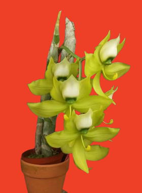 天鹅兰Cyc. Mass Confusion GreenPie绿派成年苗大花浓香室内洋兰