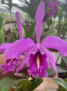 卡特兰矮红马C.maxima tipo Xsid室内室外花卉盆栽绿植办公室洋兰