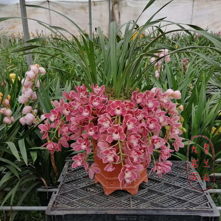 花卉兰花大花蕙兰室内室外惠兰