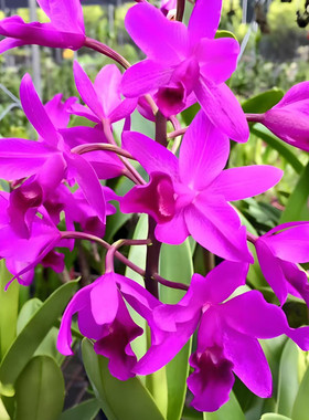 卡特兰红保龄Gur. bowringiana室内办公室花卉盆栽客厅庭院洋兰花