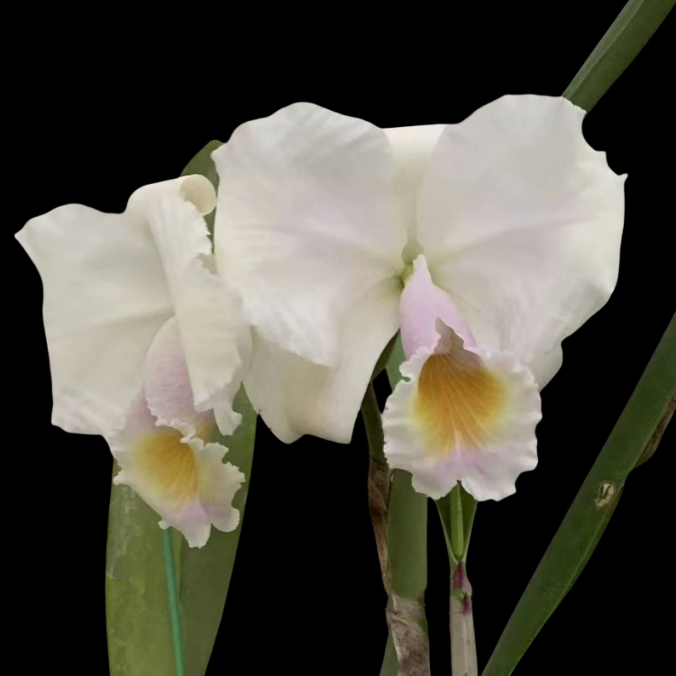 卡特兰亚白特里C. trianae fma. albescens 淡粉唇室内办公室洋兰