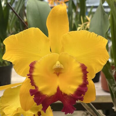 卡特兰确定花色RIc.Village Chief Headache日冕室内办公室洋兰